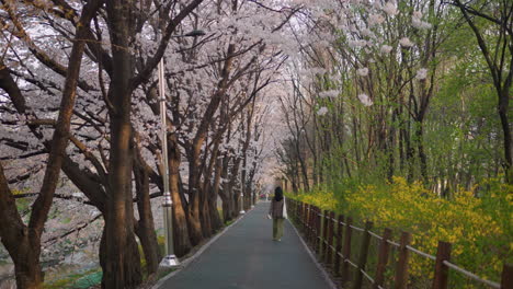 Asiatische-Frau-Zu-Fuß-Auf-Dem-Weg-Der-Kirschblüten,-Yangjae-Citizen-Forest-Park,-Seoul