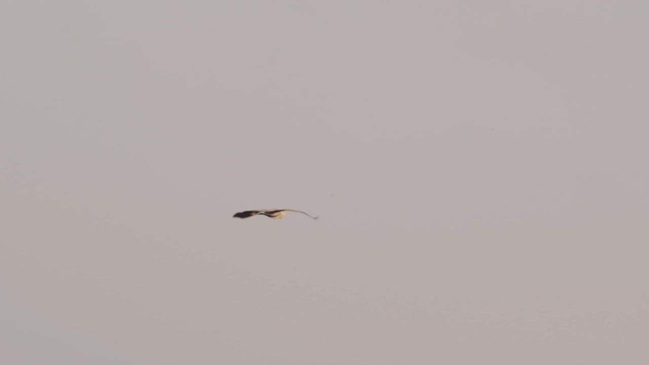 인상적인 날개 길이를 자랑하는 느린 동작으로 날아가는 중대 백로