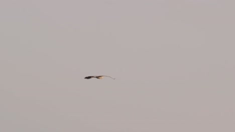 Great-Egret-flying-in-slow-motion-showing-off-its-impressive-wingspan