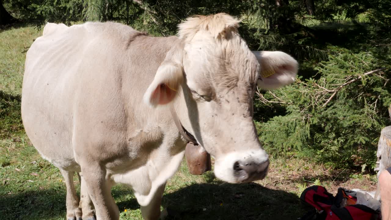 Sick injured cattle domestic cow at Amden Switzerland