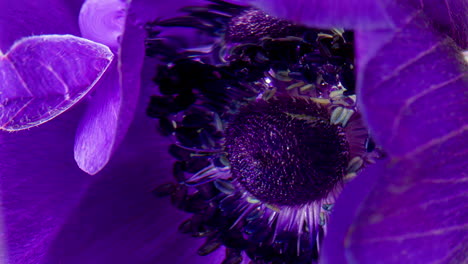 close-up of a deep purple anemone flower