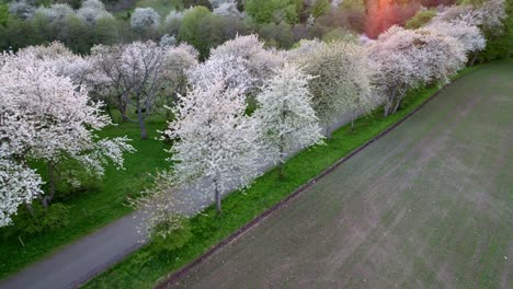 Landung-Neben-Weißen-Kirschblütenbäumen