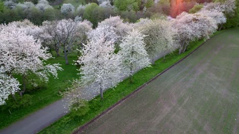 landing next to white cherry blossom trees