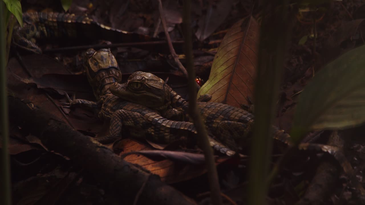 pan disparó revelando recién eclosionados caiman bebés que están ocultos en el suelo del bosque y un insecto rojo se mueve