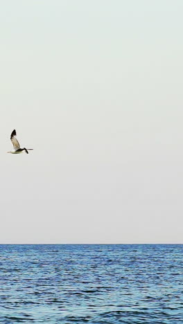 seagull flying over the sea. view of lonely seagull flying above sea. vertical video