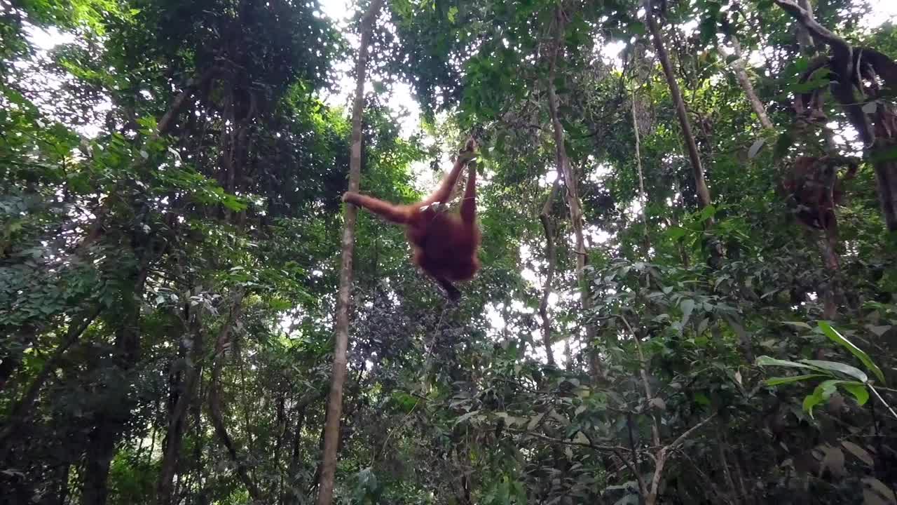 Young orangutan playing in the rainforest and scratching his legs