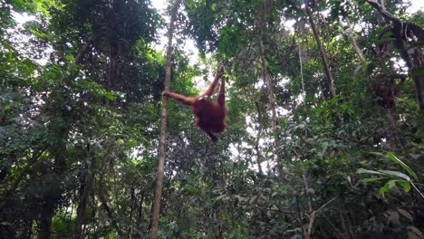 Junger-Orang-Utan,-Der-Im-Regenwald-Spielt-Und-Sich-Die-Beine-Kratzt