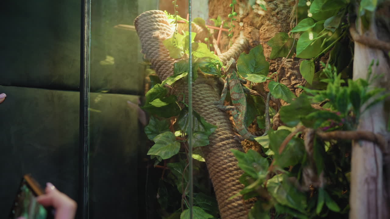 Chameleon with green and brown scales climbing thick rope surrounded by lush foliage while woman holds smartphone to capture moment in terrarium filled with natural vines and artificial lighting