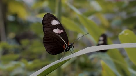 close up shot of butterfly sitting above the leaves