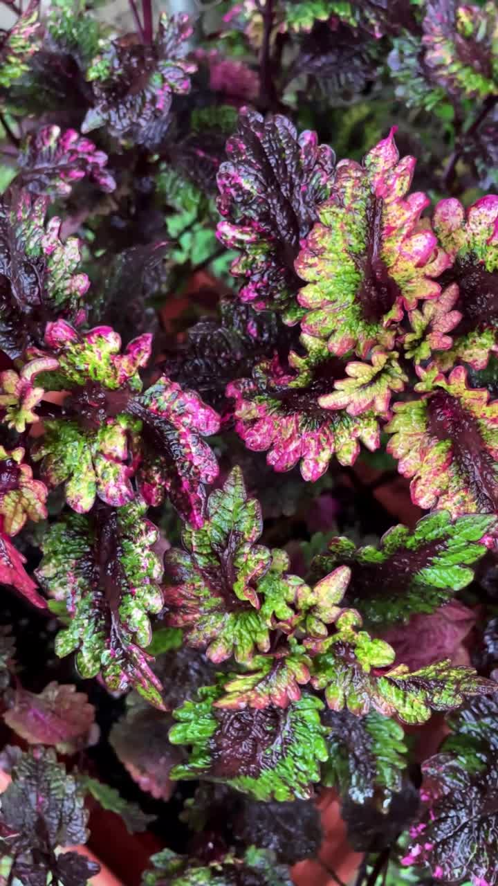 planta de coleus de colores