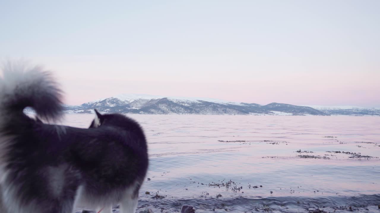 malamute de alaska a orillas del fiordo en noruega con un paisaje montañoso nevado de fondo al atardecer