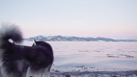 alaskan malamute by the shore of fjord in norway with snowy mountain landscape in background at sunset