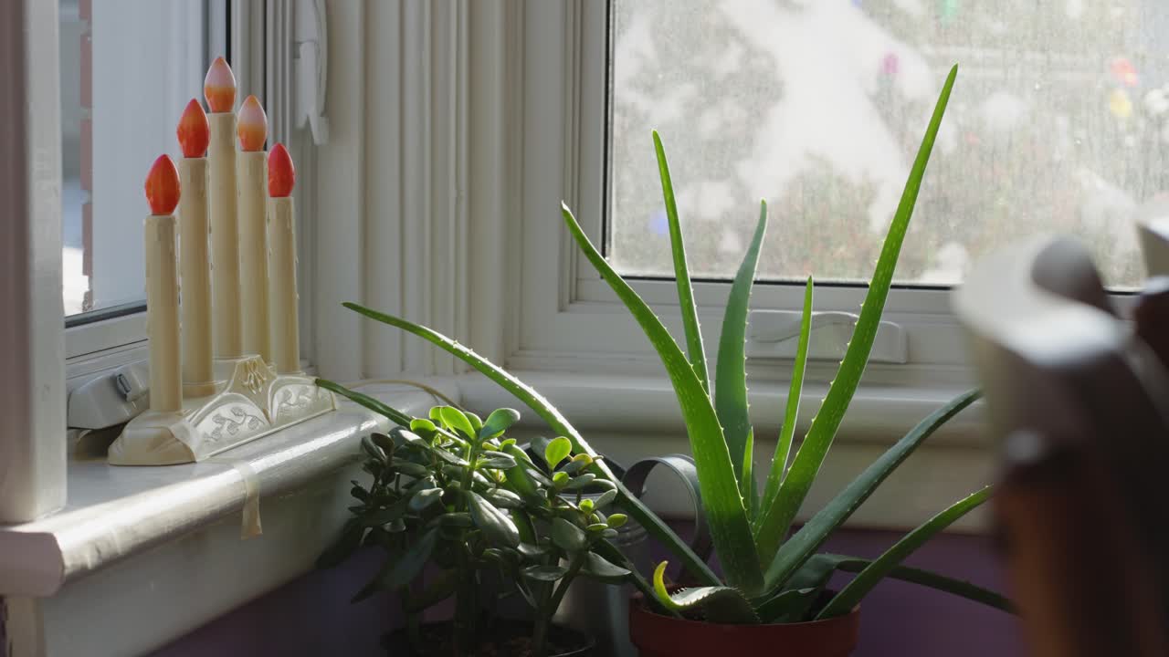 Potted Aloe Vera plant and candle lamps on windowsill, Christmas morning.