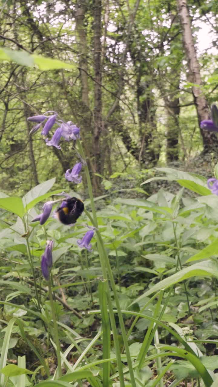 video vertical de primer plano de la abeja la flor de la campana azul recogiendo el néctar en el campo del reino unido