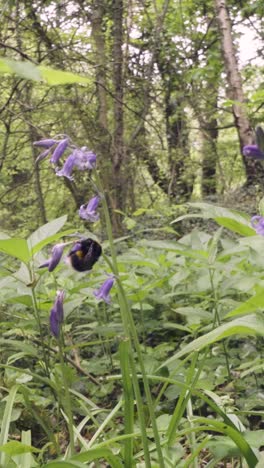 Vertical-Video-Close-Up-Bee-Bluebell-Flower-Collecting-Nectar-UK-Countryside