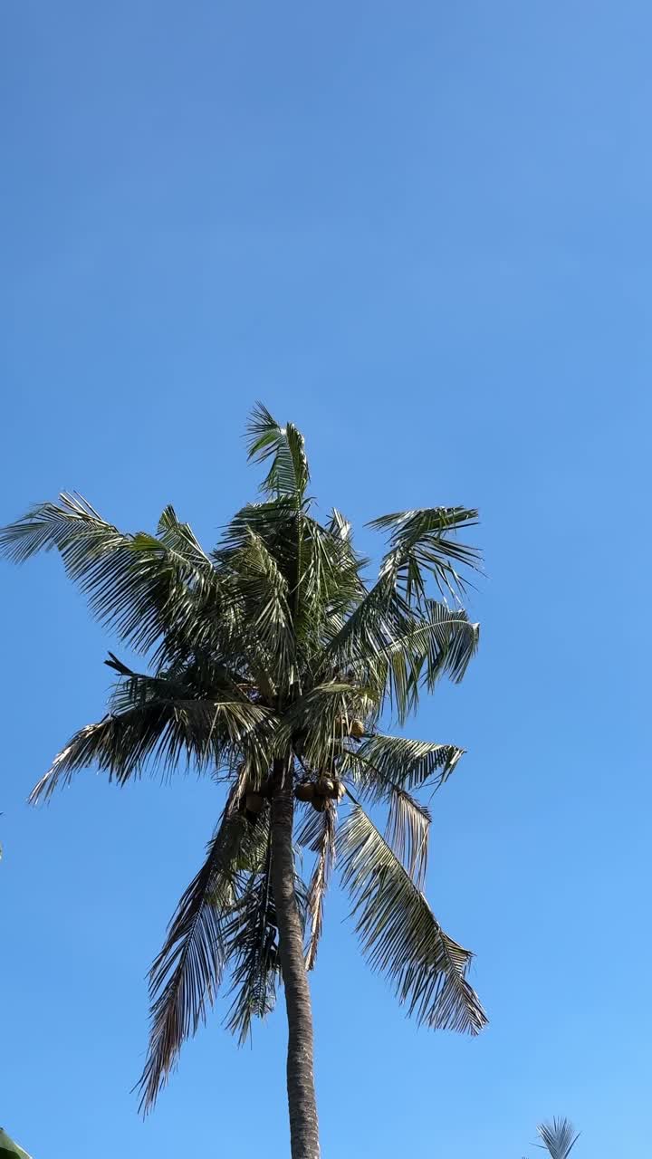 Palma da cocco che ondeggia dolcemente contro un cielo azzurro limpido.