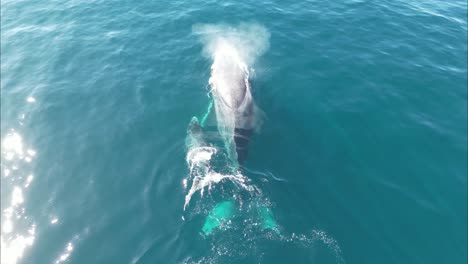 el bebé ballena jorobada nada alrededor de la madre