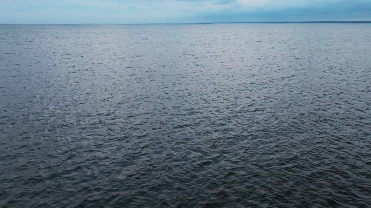 Swans swimming in a body of water. Aerial view.