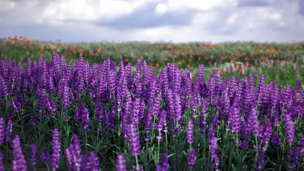 Vibrant lavender fields under cloudy skies in a picturesque landscape