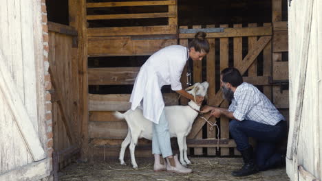 woman and man taking care of the white goat