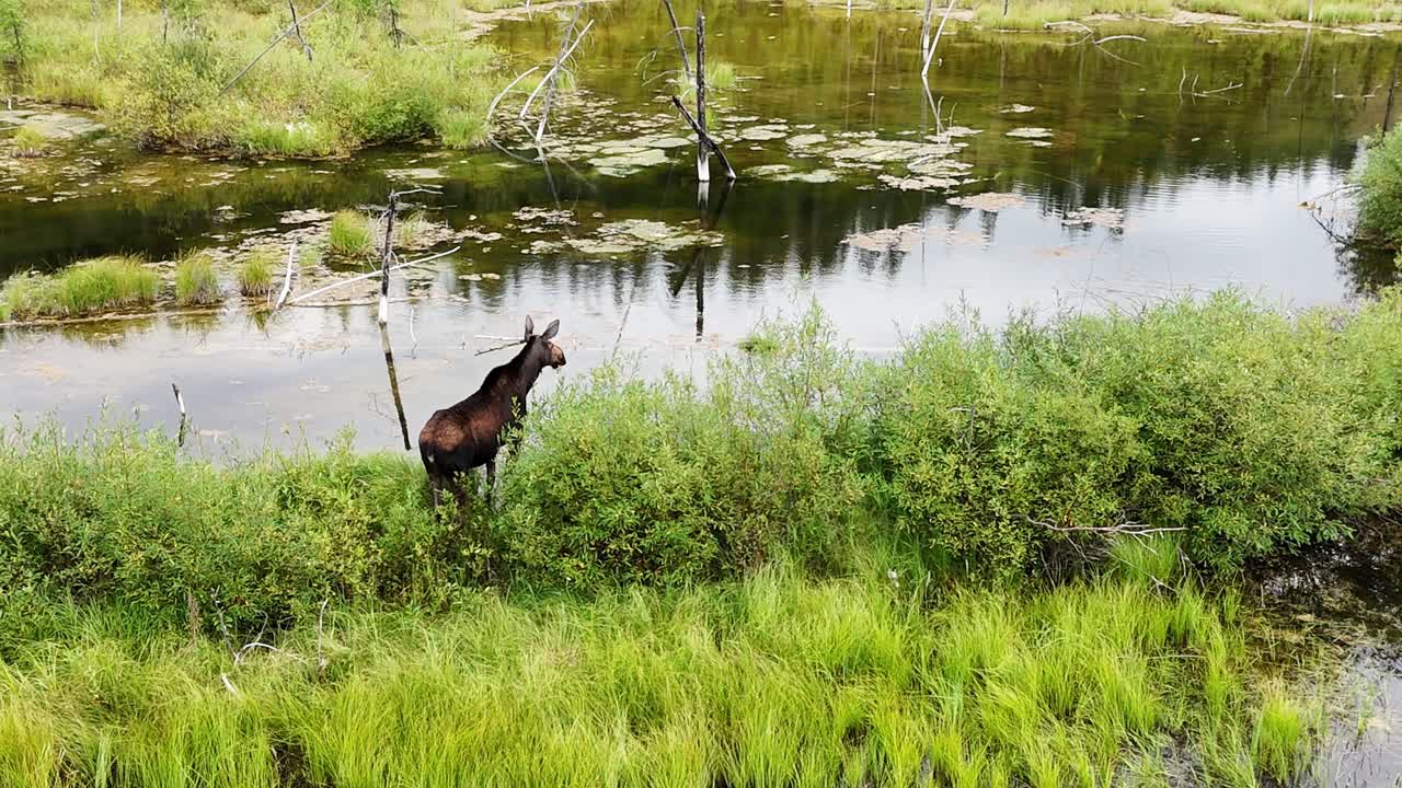 A lone moose stands at the edge of a tranquil pond, surrounded by vibrant green grass and bushes, with reflections visible in the still water, showcasing wildlife in its serene habitat in Canada