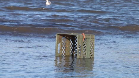 Plastic-crate-washing-up-on-shore