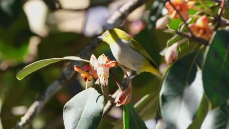 Perched-on-a-flower-and-then-feeds-on-it-and-flies-away,-Indian-White-eye-Zosterops-palpebrosus,-Thailand