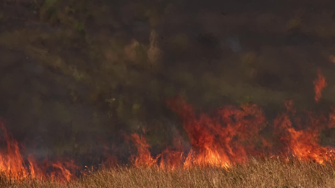fuego que quema hierba seca marrón durante el verano mientras ha devorado el prado detrás de él, controlado o prescrito quema, tailandia