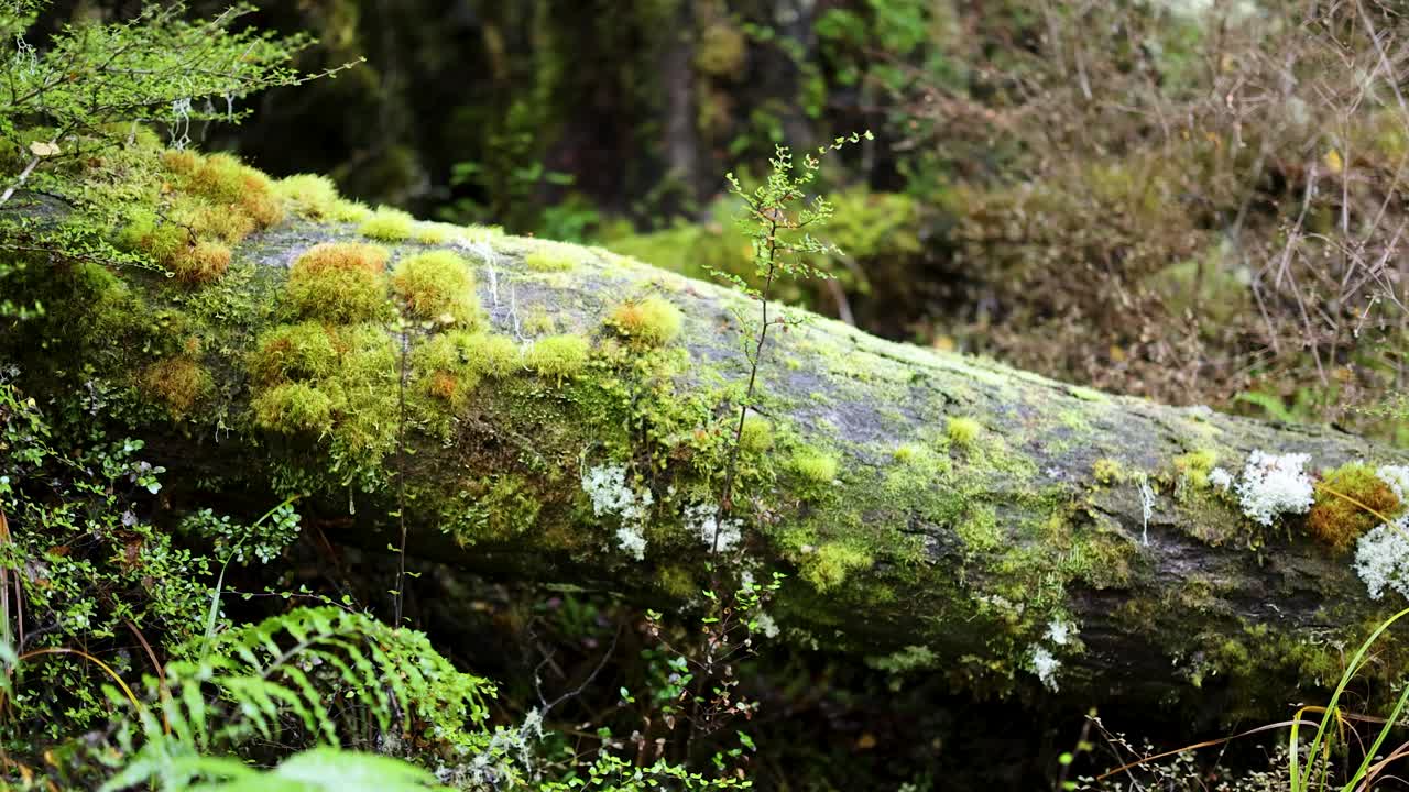Camera slowly pans across a moss-covered fallen tree surrounded by ferns and dense vegetation in a damp, shaded New Zealand rainforest