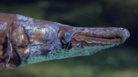 Fisch-Langnasengar-(lepisosteus-Osseus),-Auch-Bekannt-Als-Langnasengarpike-Und-Billy-Gar,-Ist-Ein-Rochenfisch-Aus-Der-Familie-Der-Lepisosteidae.