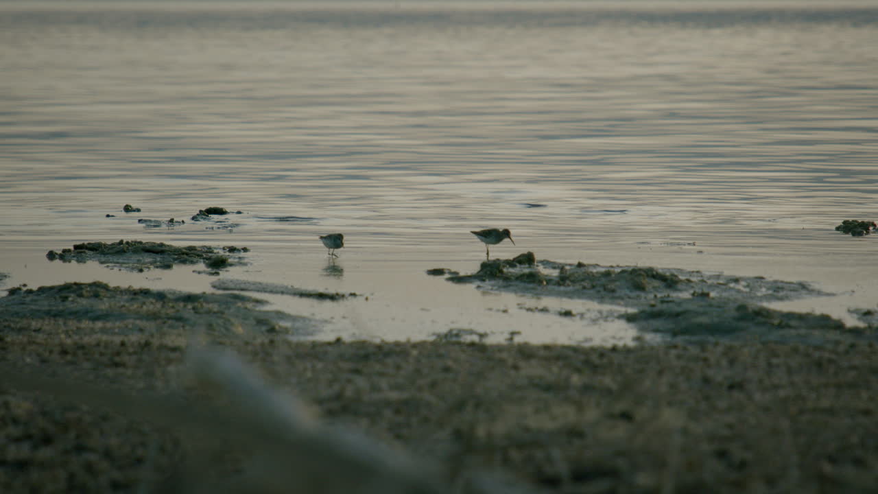 Sandpipers in a wetland