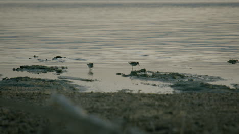 sandpipers in a wetland