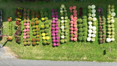 Mums-for-sale-on-American-farm-during-October