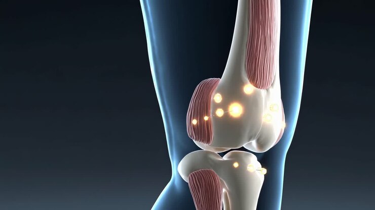A 3D medical video illustration of a knee joint, viewed from a side angle, highlighting muscle
