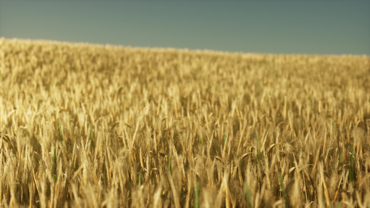 Agricultural wheat field under sunset