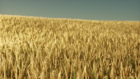 Landwirtschaftliches-Weizenfeld-Unter-Sonnenuntergang