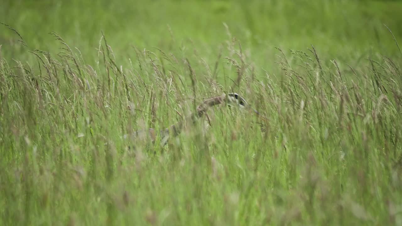 beautiful Blue Heron bird in tall vibrant green grass searching for food to eat slow motion