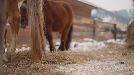 brown horses with long tails graze on enclosed territory