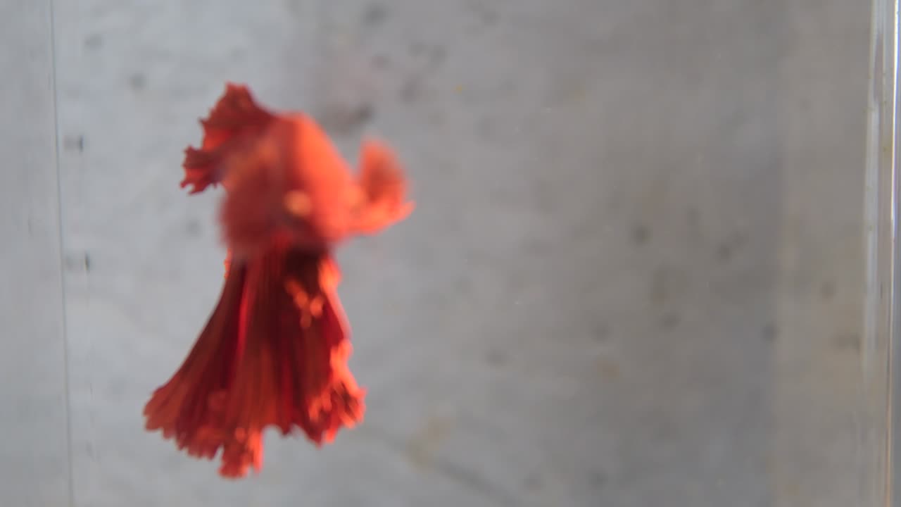 agua para peces y animales