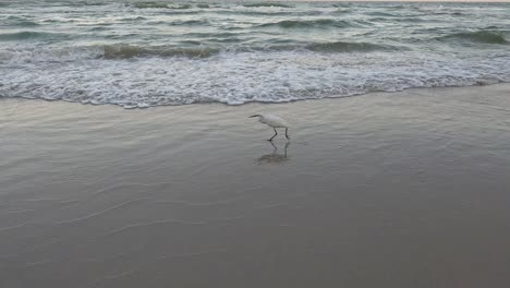 a bird dodges incoming waves on sandy shore