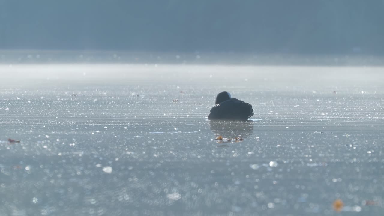 Eurasian Coot on a Lake