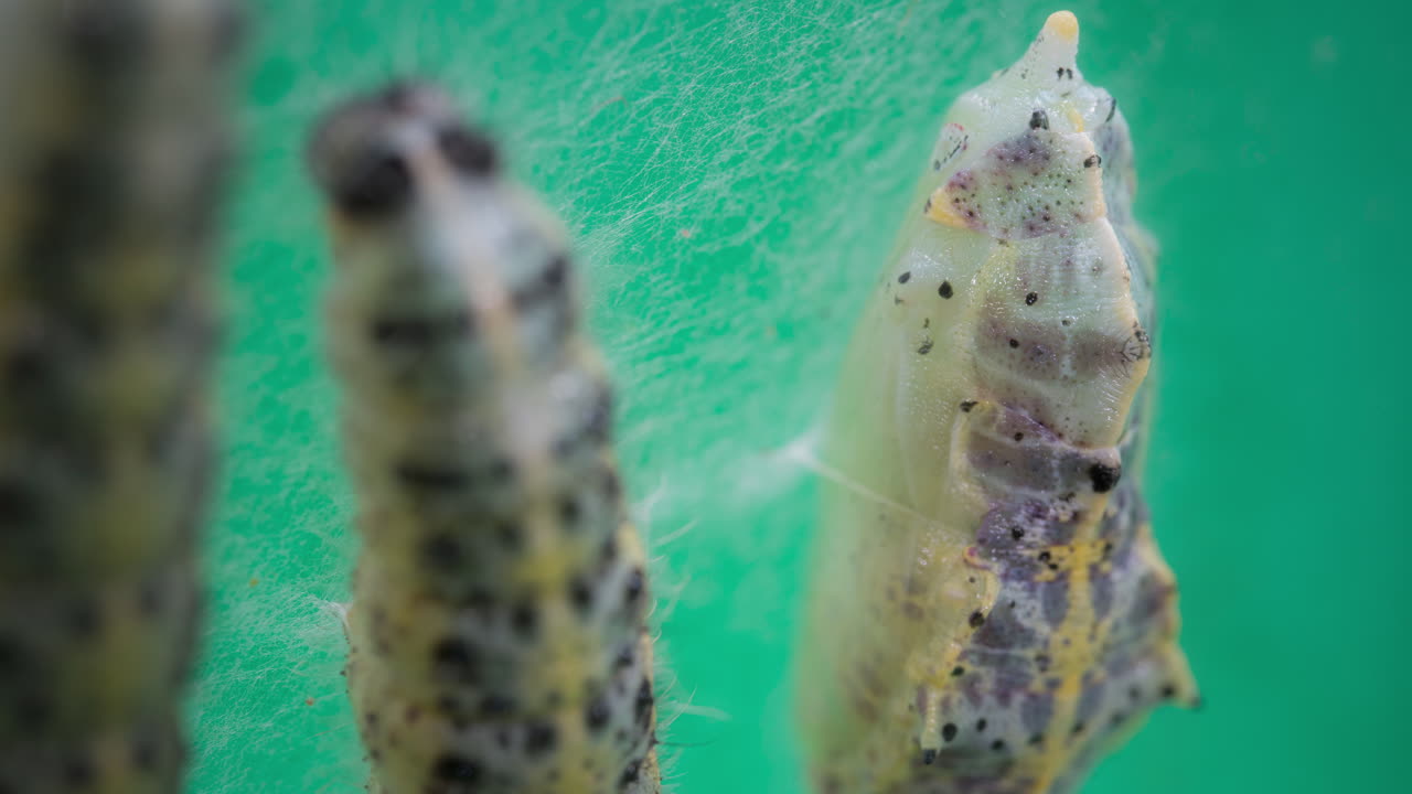 Pieris brassicae chrysalis close-up showing transformation process