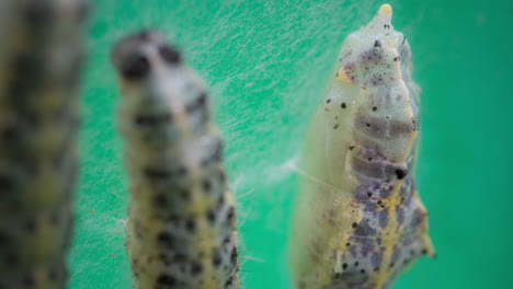 pieris brassicae chrysalis close-up showing transformation process