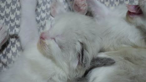 yawn- tiny cute white ragdoll kitten yawn