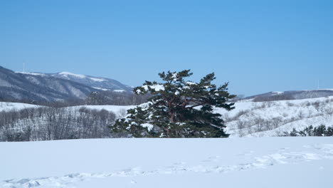 pine tree covered in snow growing on slope of mountain at daegwallyeong sky ranch , gangwon-do