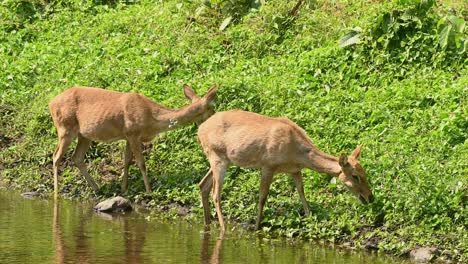 eld's deer or panolia eldii, two females grazing on the side of the stream as the grass is greener in summer in huai kha kaeng wildlife sanctuary, thailand