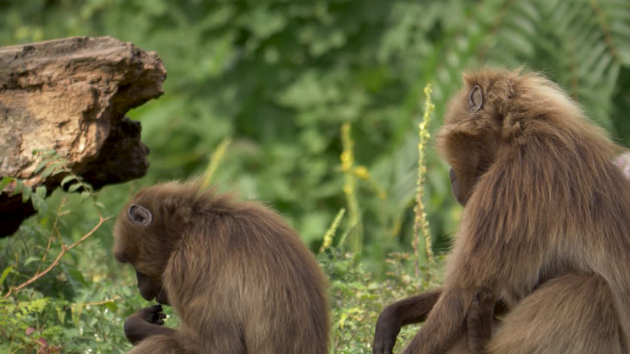 dos monos de corazón sangrante, theropithecus, babuino gelada sentados juntos en las montañas semien
