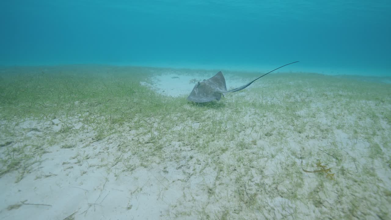 Undervandsoptagelser af en rokke, der elegant svømmer over et område med ålegræs på havbunden og viser naturlig adfærd i havet i et lavvandet tropisk habitat