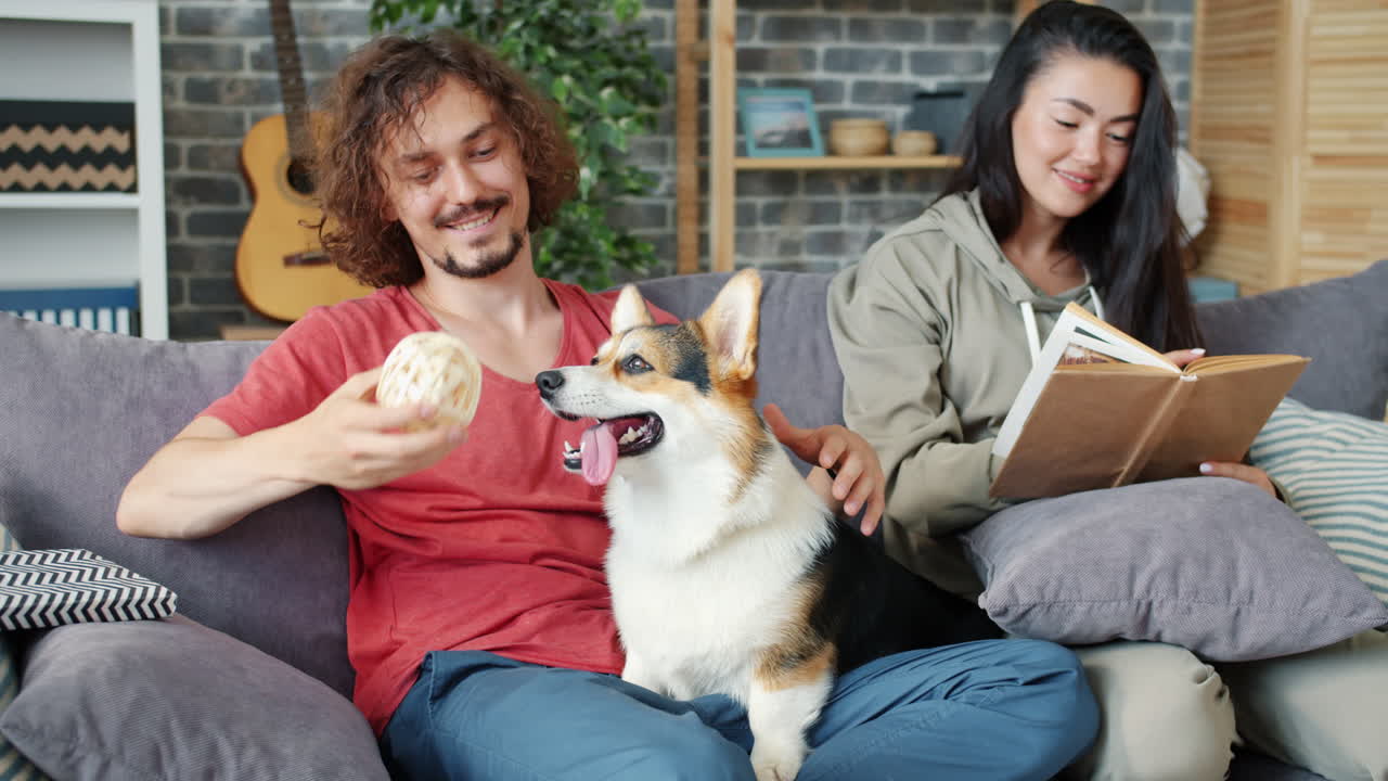Couple playing with their corgi dog at home