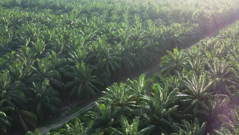 Cinematic-aerial-drone-flyover-grove-of-oil-palm-tress,-commercial-plantation-farmlands-with-beautiful-sunlight-shinning-on-the-fronds